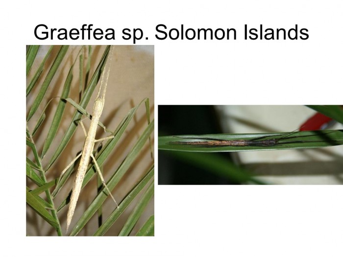 Graeffea sp. Solomon Islands